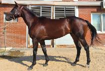 �����̳�׸� (VOLCANO GRIT) ����