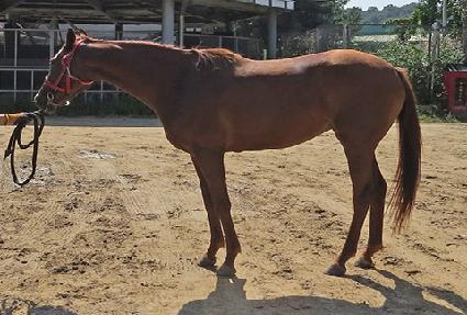 �ƽ�����Ʈ�� ����