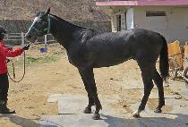 �긮��ŷ��Ÿ (BREEDO KING STAR) ����