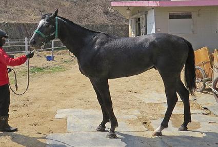 �긮��ŷ��Ÿ ����