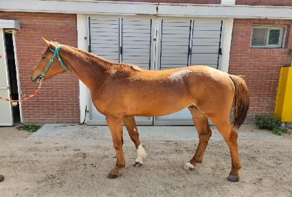 �ƽ���Ĺ ����