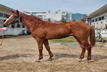 �ö��״����� (FLYING THE FORD) ����