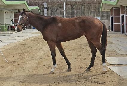 ���������� ����