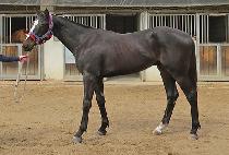 ���Ƽ�� (RAON TIMOTH) ����