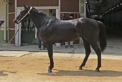 �ָ���ī�� ����