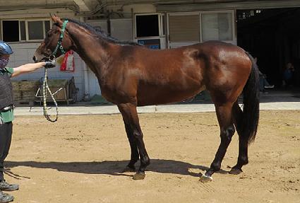 ���������� ����