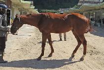 ���������� (GUKDAE FIGHTER) ����