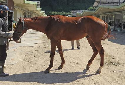 ���������� ����