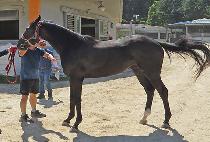 �������� (SHADOW HUNTER) ����