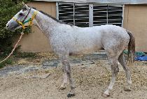 �����̸��� (B.K. MARON) ����