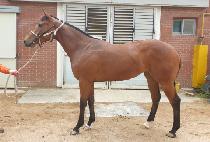 �����Ƿ��� (YEONGGWANGUI ROSE) ����