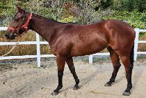 ���ī�� (GOLDEN CARD) ����