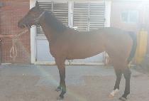 ���������̵� (BACK TO THE LADY) ����