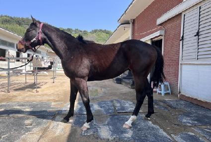 ��Ÿ��ƽ�ʵ� ����