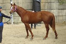 �����Ǹ��� (NAEGILUI LEADER) ����