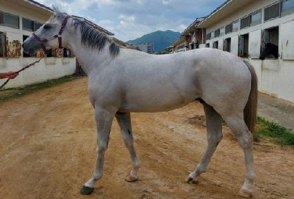 �극�̺귱 ����