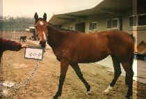 ������ (EEM JEEN GANG) ����