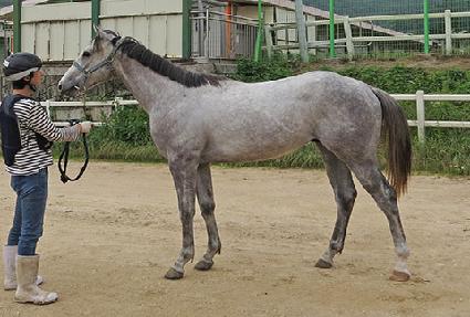 �����ø� ����