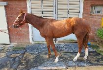 ���̺��� (DANCING BOY) ����