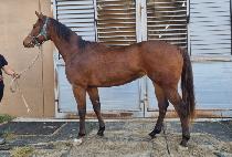 ���̾��� (IRON QUEEN) ����