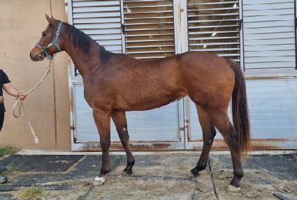 ���̾��� ����