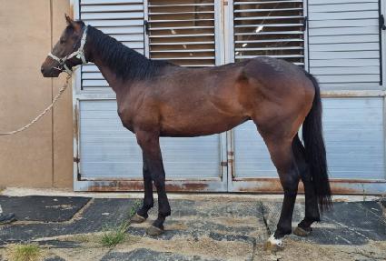 �轺�� ����