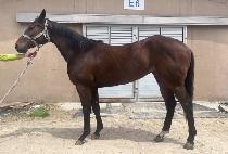 �ƶ󴩸� (ARA NURI) ����