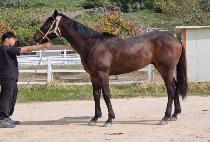 �ϴø��� (HANEUL MANJEOM) ����