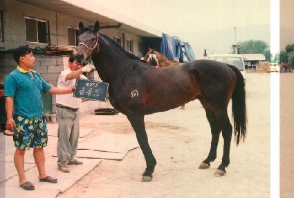 �︪�� ����