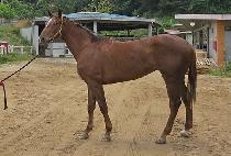 ǳ������ (PUNGUNJIMA) ����