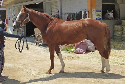 ���̾�Ʈ�� ����