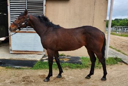 ���ǿ�ž ����