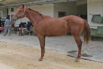 �׷����ö��� (GRAND FLYING) ����