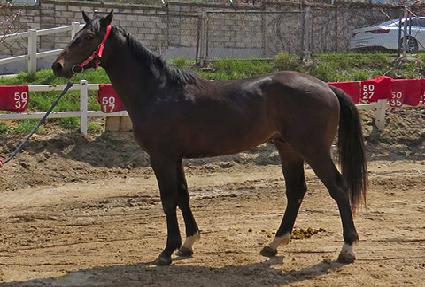 ��δ빰 ����