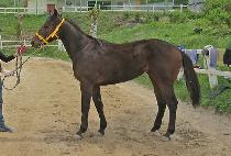 ������� (HAMPYEONG JANGMI) ����