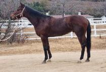 DIVINE KINGDOM picture