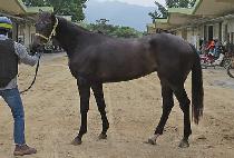 ��Ÿü���� (STAR CHANGER) ����