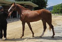 ��Ŭ���� (SHACKLE BOY) ����