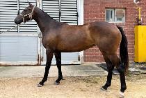 �¸���� (SEUNGNI GITBAL) ����