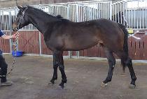 ����Ŀ� (YONGBI POWER) ����