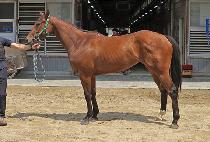 �������̾� (CHADOL DIA) ����