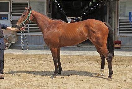 �������̾� ����