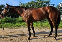 ��翡�� (GOLDEN AIR) ����