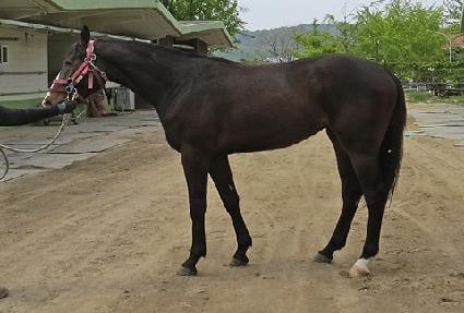 ����ƮĹ ����