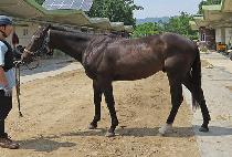 �������� (TWO TWO THUNDER) ����