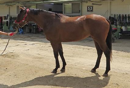 ��ӳ׽�ũ ����