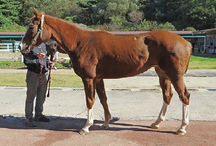 ��ī�̷ο� ����