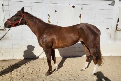 ������ ����