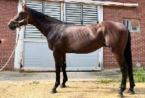 �������� (GALSAEK FORCE) ����