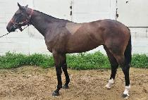 ��½�Ʈ��ũ (RAON STROKE) ����